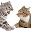 HOW TO STOP ## CATS FIGHTING?