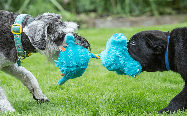 Hunde Sozialisierung Tipps vom Tierärzteteam für die sensible Phase