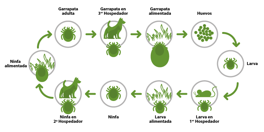cuantas razas de garrapatas hay cuantas razas de garrapatas hay