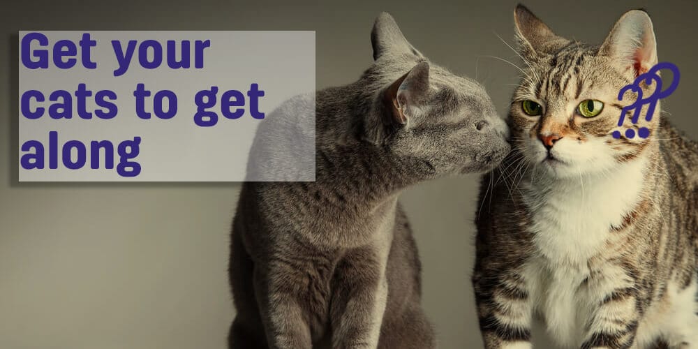 How To Introduce Cats To Each Other Get Your Cats to Get Along