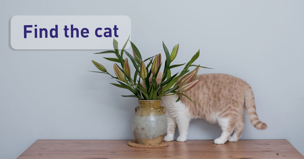 Why Do Cats Hide And What Can You Do About It?