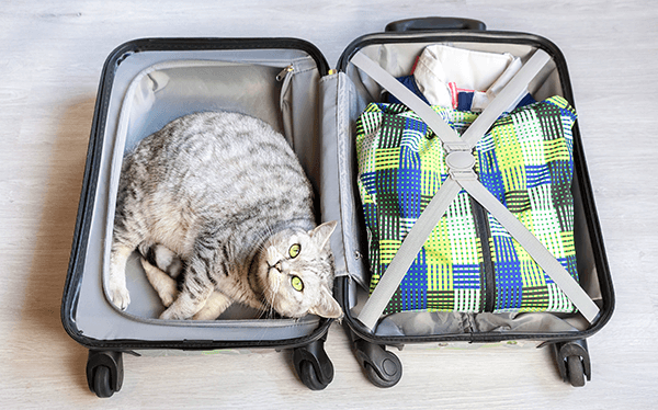 Katzen Im Urlaub In Die Katzenpension