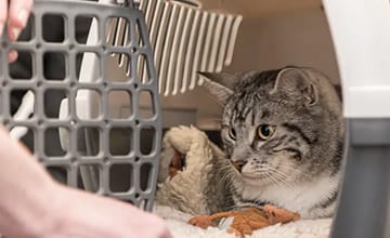 猫を動物病院に連れて行くとき、猫が嫌がるので苦労している