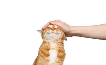 猫をなでる
