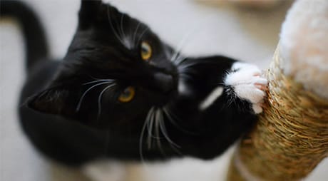 How to keep cats from scratching furniture