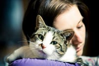 relaxed cat being hugged by owner