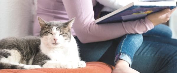 Besucher können Katzen stressen